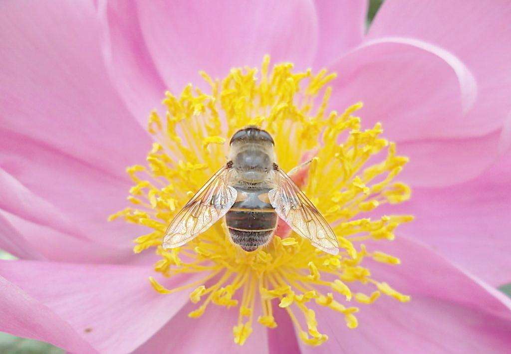 蜜蜂是每個(gè)季節(jié)都產(chǎn)蜜嗎？