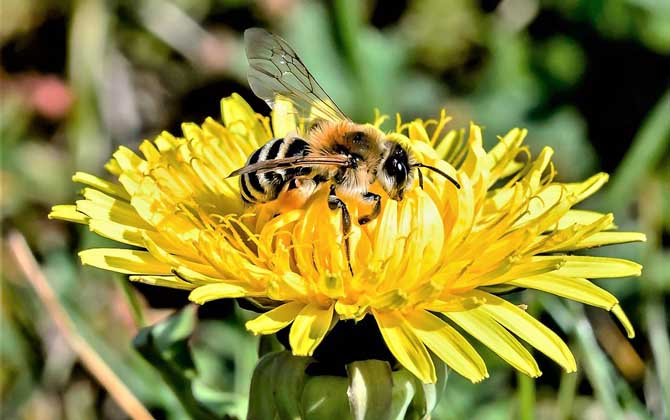 蘇威拉西蜂是高加索蜂嗎(蘇拉威西蜂種類認定) 蘇威拉西蜂是高加索蜂嗎(蘇拉威西蜂種類認定)