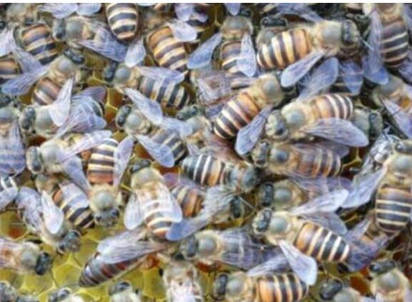 野蜜蜂怎么養它不會走(怎么樣養野蜂) 野蜜蜂怎么養它不會走(怎么樣養野蜂)