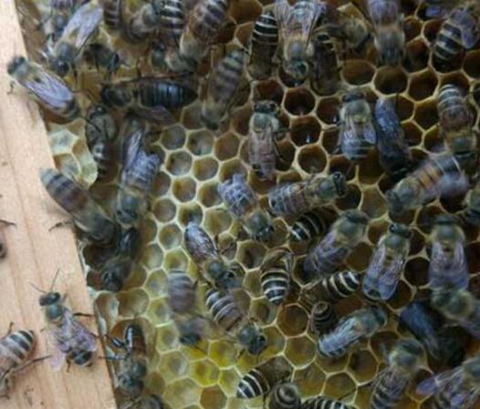野蜜蜂怎么養它不會走(怎么樣養野蜂) 野蜜蜂怎么養它不會走(怎么樣養野蜂)