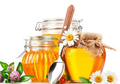 野蜜蜂怎么養它不會走(怎么樣養野蜂) 野蜜蜂怎么養它不會走(怎么樣養野蜂)