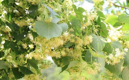 東北什么樹適合養蜂（東北養蜂最適合的蜜源樹種）