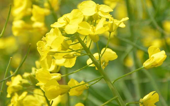 蜜源植物一覽表 蜜源植物一覽表