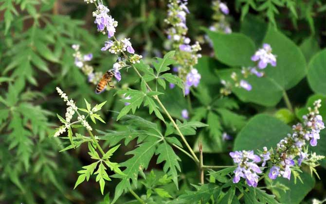 蜜源植物一覽表 蜜源植物一覽表