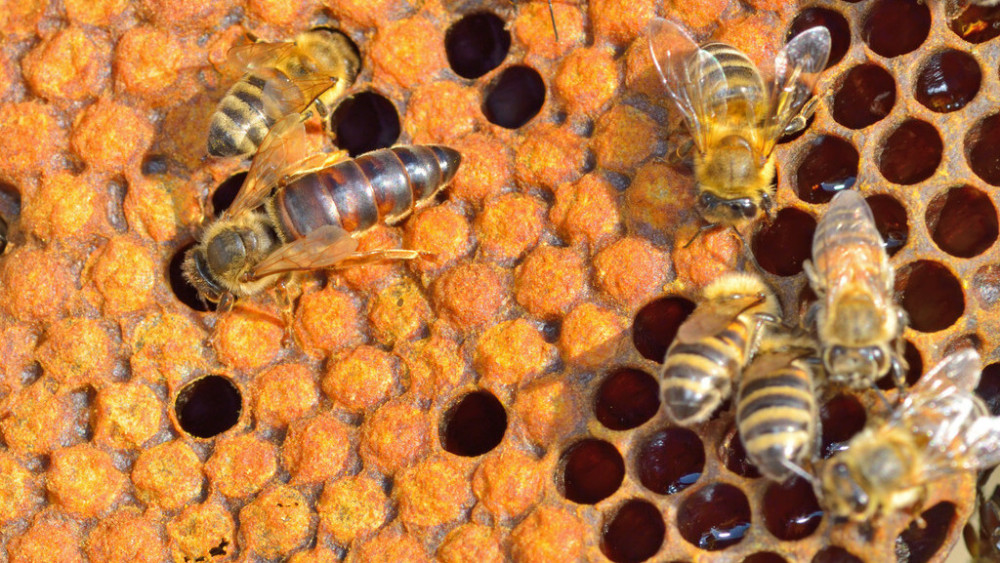 蜂王交尾不成功能產(chǎn)卵嗎(蜂王和工蜂同時產(chǎn)卵怎么辦) 蜂王交尾不成功能產(chǎn)卵嗎(蜂王和工蜂同時產(chǎn)卵怎么辦)