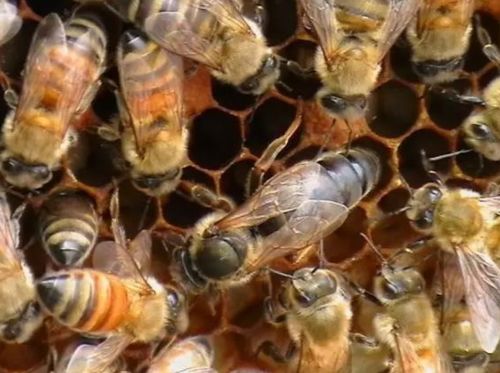 蜂王交尾不成功能產(chǎn)卵嗎(蜂王和工蜂同時產(chǎn)卵怎么辦) 蜂王交尾不成功能產(chǎn)卵嗎(蜂王和工蜂同時產(chǎn)卵怎么辦)