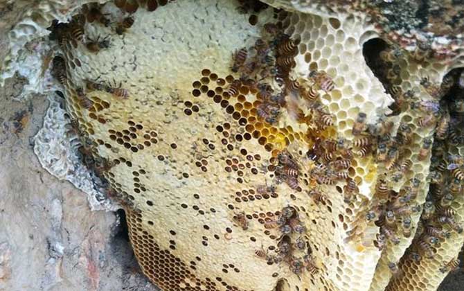 養中蜂最忌些什么東西？(中蜂養殖的注意事項)