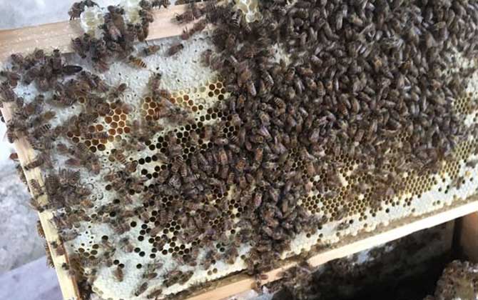 養中蜂最忌些什么東西？(中蜂養殖的注意事項)