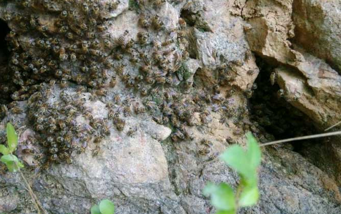 中蜂養殖場地的選擇(養蜂需要什么樣的場地) 中蜂養殖場地的選擇(養蜂需要什么樣的場地)
