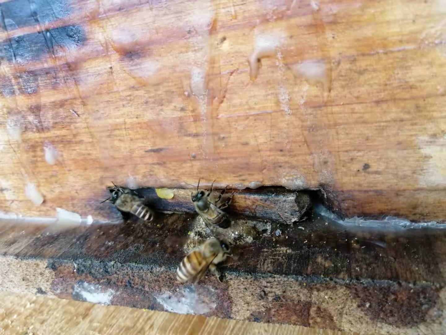 如何近距離移動蜂群 如何近距離移動蜂群