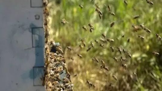 如何近距離移動蜂群 如何近距離移動蜂群