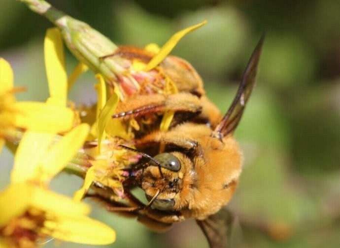 養蜂初學者如何養好蜜蜂