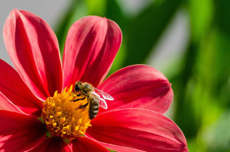 【蜜蜂知識】蜜蜂的資料有哪些內容? 蜜蜂的資料有哪些內容?