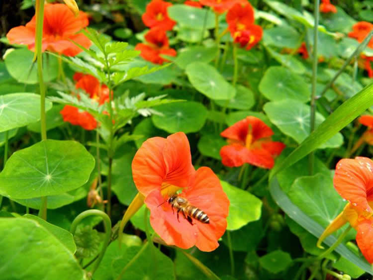 【蜜蜂知識】蜜蜂的資料有哪些內容? 蜜蜂的資料有哪些內容?