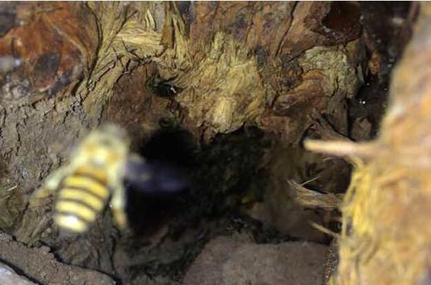 采集野生蜂蜜的注意事項(野外割蜜和土養蜂蜜的過濾方法和注意事項) 采集野生蜂蜜的注意事項(野外割蜜和土養蜂蜜的過濾方法和注意事項)