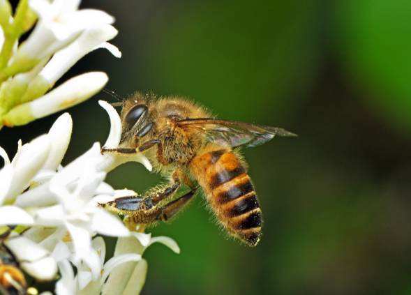 蜜蜂和黃蜂的區(qū)別 蜜蜂和黃蜂的區(qū)別