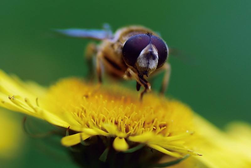 蜜蜂和黃蜂的區(qū)別 蜜蜂和黃蜂的區(qū)別