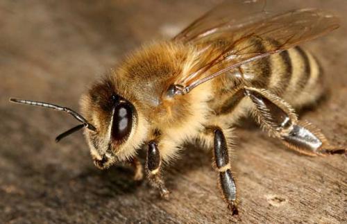 蜜蜂和黃蜂的區(qū)別 蜜蜂和黃蜂的區(qū)別