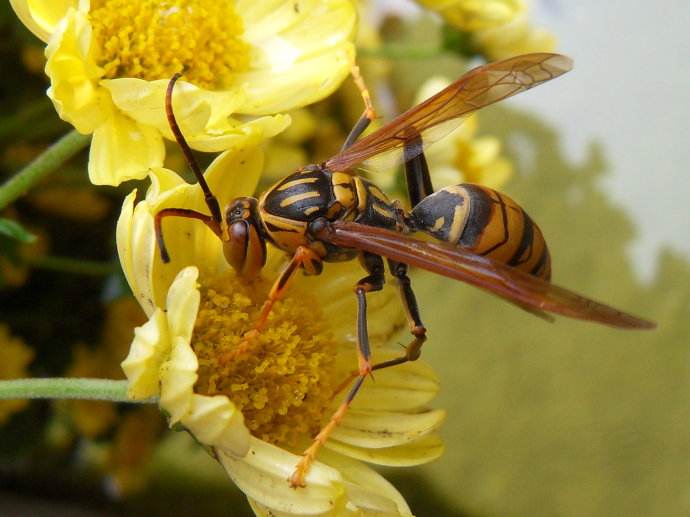 蜜蜂和黃蜂的區(qū)別 蜜蜂和黃蜂的區(qū)別