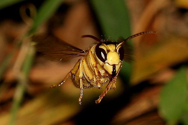阿壩中蜂下雨天都采蜜嗎(下雨天蜜蜂還采蜜是什么問題) 阿壩中蜂下雨天都采蜜嗎(下雨天蜜蜂還采蜜是什么問題)