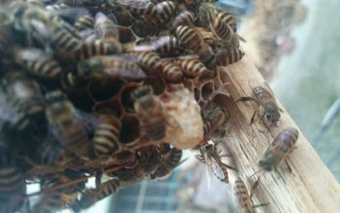 <p>     工蜂產卵是養蜂生產中經常遇到的事情，尤以蜂群失王且不能急造王臺時最為普遍，事實上工蜂也是具備一定生殖能力的雌蜂，有時工蜂產的卵甚至還能被急造成王臺，下面一起來看一看工蜂產的王臺是不是蜂王吧！ </p> <p style="TEXT-ALIGN: center">     <img alt="王臺"  data-cke-saved-src="http://www.kumifeng.com/uploadfile/2019/0716/20190716071017323.jpg"/> src="http://www.kumifeng.com/uploadfile/2019/0716/20190716071017323.jpg"/> </p> <p>     <strong>一、性別</strong> </p> <p>     工蜂和蜂王一樣是受精卵發育成的雌性蜜蜂，但工蜂的生殖器官發育并不完善，事實上導致這種差異的根本原因是工蜂和蜂王在幼蟲期的食物不同，其中蜂王始終以蜂王漿為食并能完成生殖器官的發育，而工蜂在吃三天蜂王漿之后就只能以花粉和花蜜為食。 </p> <p style="TEXT-ALIGN: center">     <img alt="王臺"  data-cke-saved-src="http://www.kumifeng.com/uploadfile/2019/0716/20190716071026507.jpg"/> src="http://www.kumifeng.com/uploadfile/2019/0716/20190716071026507.jpg"/> </p> <p>     <strong>二、產卵</strong> </p> <p>     工蜂實際上是具備一定生殖能力的雌性蜜蜂，當蜂群中有蜂王時工蜂卵巢發育會受到蜂王分泌的蜂王信息素所抑制，而且即便是有少數工蜂在產卵這些工蜂的卵也會被蜂王清理掉，一旦蜂群失王且無法急造王臺來培育新王時大量工蜂便會因卵巢發育而產卵。 </p> <p style="TEXT-ALIGN: center">     <img alt="王臺"  data-cke-saved-src="http://www.kumifeng.com/uploadfile/2019/0716/20190716071035956.jpg"/> src="http://www.kumifeng.com/uploadfile/2019/0716/20190716071035956.jpg"/> </p> <p>     <strong>三、造臺</strong> </p> <p>     蜂群失王后工蜂能用工蜂小幼蟲來急造王臺，但前提是群勢要足夠強且蜂群中有適齡工蜂小幼蟲，一旦蜂群不能急造王臺則大量工蜂開始產卵且少數工蜂卵也能完成孵化，若此時蜂群仍有強烈的育王意念時甚至還能看到工蜂用工蜂卵孵化成的幼蟲急造王臺。 </p> <p style="TEXT-ALIGN: center">     <img alt="王臺"  data-cke-saved-src="http://www.kumifeng.com/uploadfile/2019/0716/20190716071045833.jpg"/> src="http://www.kumifeng.com/uploadfile/2019/0716/20190716071045833.jpg"/> </p> <p>     <strong>四、論述</strong> </p> <p>     工蜂產卵急造成的王臺絕對不能培育出蜂王，原因是工蜂的生殖器官發育不完善且只能產未受精卵，這些未受精卵就算能順利孵化也只能發育成雄蜂，而蜂王則必須是由受精卵發育成且終身以蜂王漿為食的雌蜂，另外工蜂卵急造的王臺很快會被蜂群破壞掉。 </p> <p>     綜上所述，蜂群失王后工蜂雖然能因卵巢發育而產卵，但只能產未受精卵(卵細胞)且只能發育成雄蜂，因此工蜂產卵急造的王臺絕對不能培育出蜂王，而且在這些王臺羽化之前往往會被蜂群破壞掉。 </p>