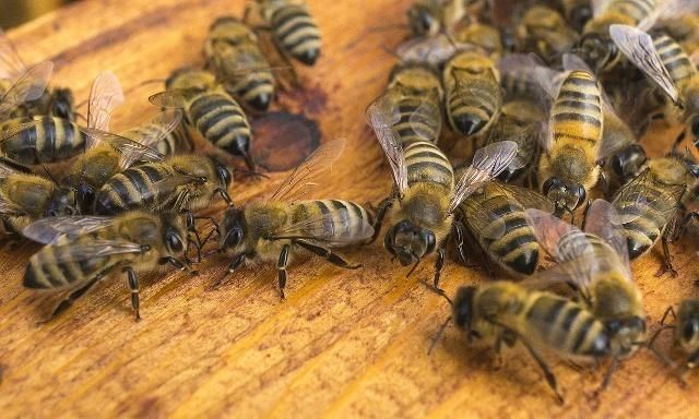 蜜蜂的平均壽命一般有多長?能活多久? 蜜蜂的平均壽命一般有多長?能活多久?
