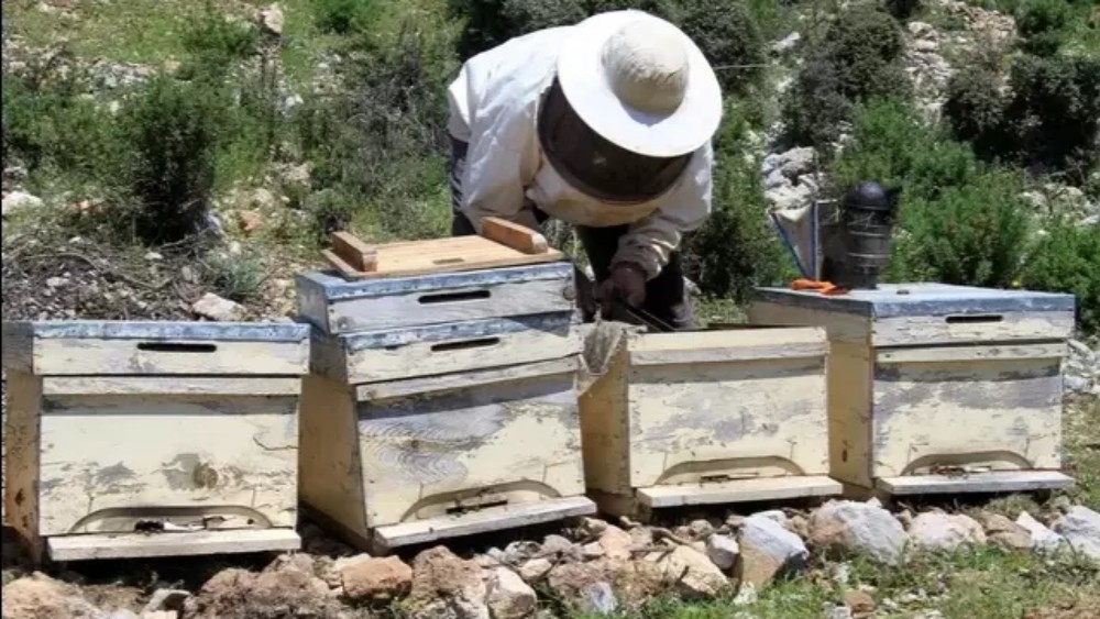 養蜜蜂的蜂箱通風口應該裝在什么位置（詳解蜂箱通風口安裝位置）