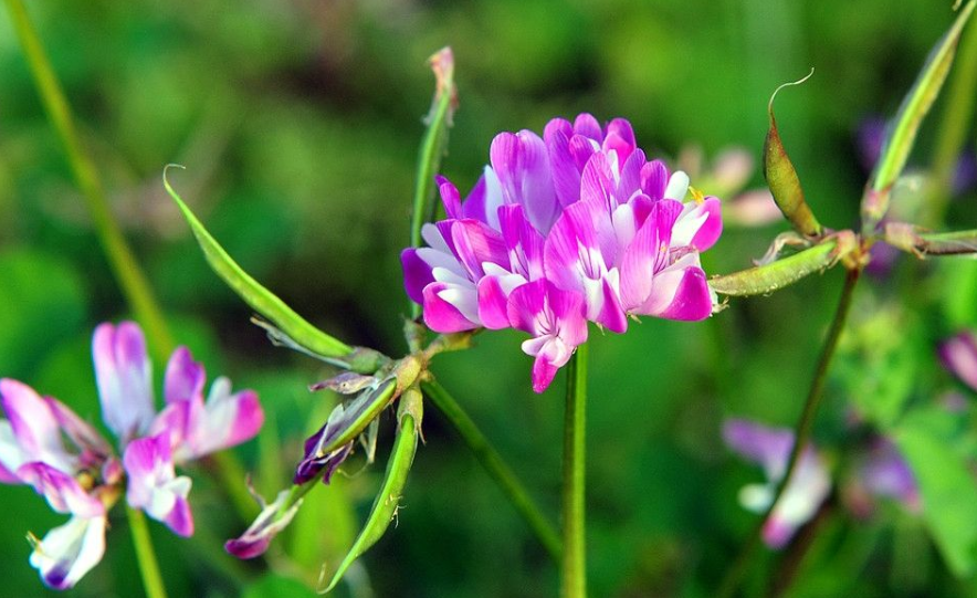 中草藥蜜源植物有哪些(常見的蜜源植物有哪些) 中草藥蜜源植物有哪些(常見的蜜源植物有哪些)