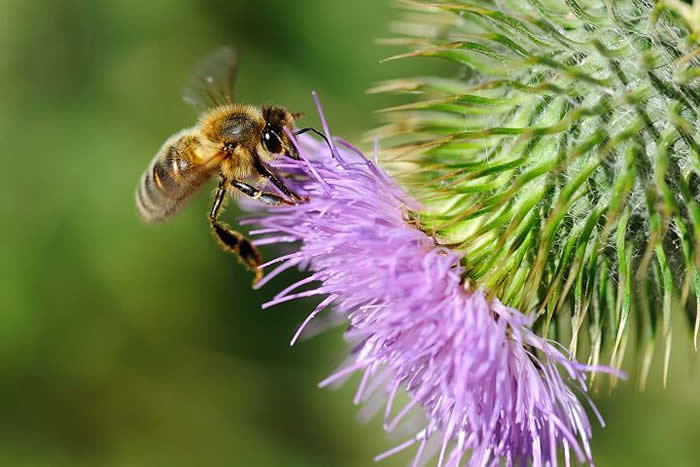 【蜜蜂養殖】一箱意蜂一年分幾箱? 一箱意蜂一年分幾箱?