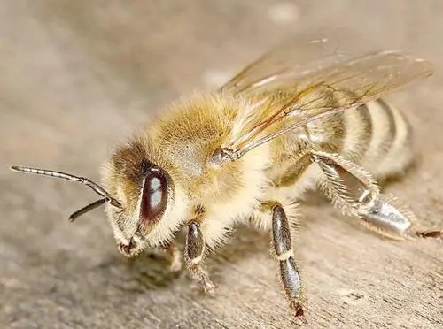 下雨天偵查蜂會出動嗎(偵查蜂一般會跑多遠) 下雨天偵查蜂會出動嗎(偵查蜂一般會跑多遠)