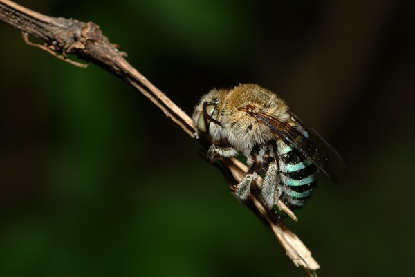 養(yǎng)蜂四季口訣(養(yǎng)蜂順口溜) 養(yǎng)蜂四季口訣(養(yǎng)蜂順口溜)