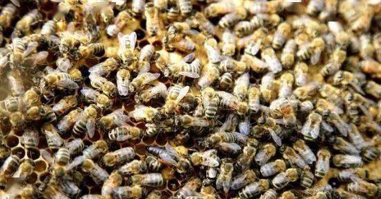 大蜂場(chǎng)如何殺螞蟻(養(yǎng)蜂場(chǎng)內(nèi)有螞蟻怎樣處理) 大蜂場(chǎng)如何殺螞蟻(養(yǎng)蜂場(chǎng)內(nèi)有螞蟻怎樣處理)