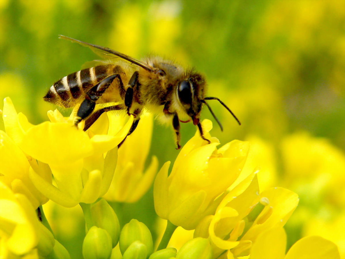 大蜂場(chǎng)如何殺螞蟻(養(yǎng)蜂場(chǎng)內(nèi)有螞蟻怎樣處理) 大蜂場(chǎng)如何殺螞蟻(養(yǎng)蜂場(chǎng)內(nèi)有螞蟻怎樣處理)