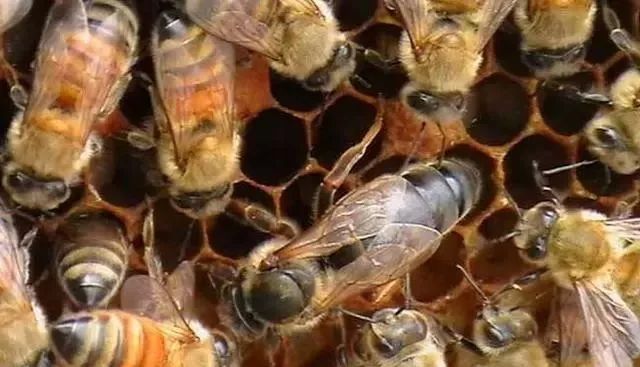 大蜂場(chǎng)如何殺螞蟻(養(yǎng)蜂場(chǎng)內(nèi)有螞蟻怎樣處理) 大蜂場(chǎng)如何殺螞蟻(養(yǎng)蜂場(chǎng)內(nèi)有螞蟻怎樣處理)