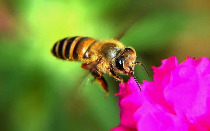 工蜂是雌性還是雄性? 工蜂