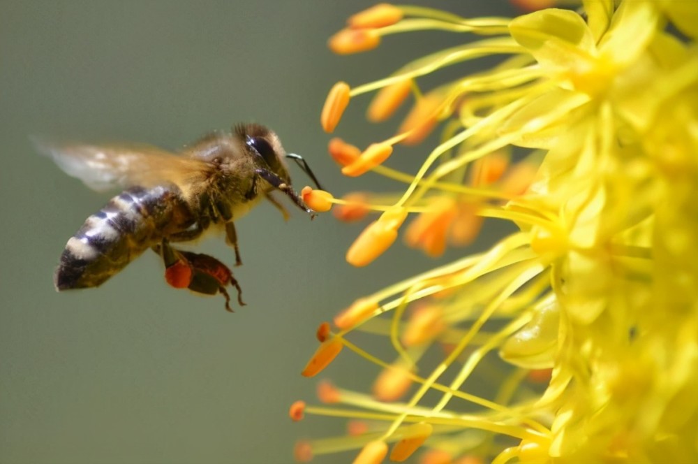 蜜蜂是怎么分工的(蜜蜂分工明確是什么行為) 蜜蜂是怎么分工的(蜜蜂分工明確是什么行為)