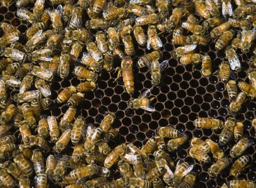 蜂王是雌性還是雄性(蜂王的雌雄區(qū)分) 蜂王是雌性還是雄性(蜂王的雌雄區(qū)分)