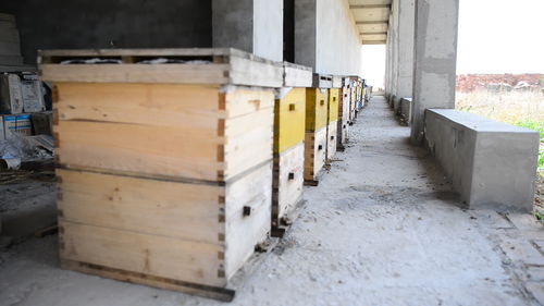 新手養(yǎng)蜜蜂死了是怎么回事（剛來(lái)的野蜂，不久全部死亡，什么原因）