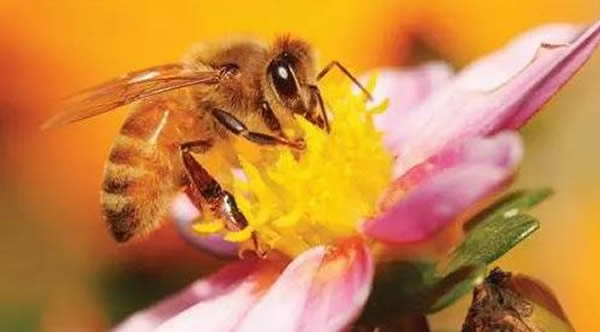 工蜂如何喂養(yǎng)幼蟲的？