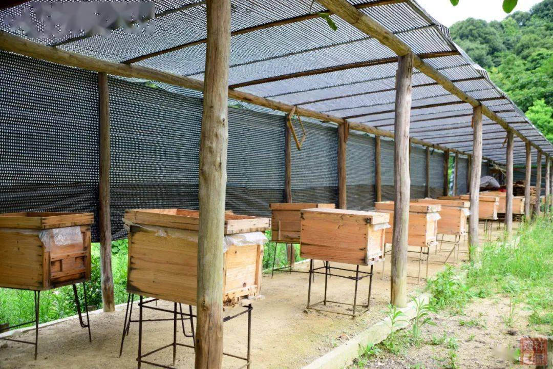 養(yǎng)蜂場(chǎng)種什么樹好乘涼(哪些地方適合養(yǎng)蜂) 養(yǎng)蜂場(chǎng)種什么樹好乘涼(哪些地方適合養(yǎng)蜂)