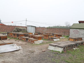 養(yǎng)蜂場(chǎng)種什么樹好乘涼(哪些地方適合養(yǎng)蜂) 養(yǎng)蜂場(chǎng)種什么樹好乘涼(哪些地方適合養(yǎng)蜂)