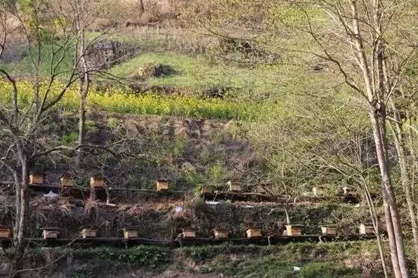 養(yǎng)蜂場(chǎng)種什么樹好乘涼(哪些地方適合養(yǎng)蜂) 養(yǎng)蜂場(chǎng)種什么樹好乘涼(哪些地方適合養(yǎng)蜂)