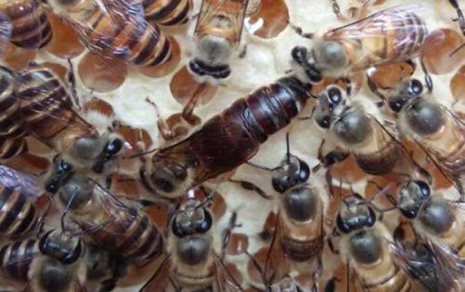 中蜂阿壩王有幾種顏色(阿壩中蜂蜂王是什么顏色的) 中蜂阿壩王有幾種顏色(阿壩中蜂蜂王是什么顏色的)