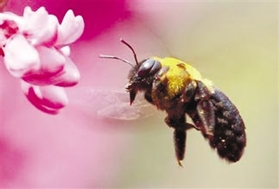 高加索蜂和意蜂有什么不同(高加索蜂種采膠和采蜜比意大利蜂種哪個(gè)高些) 高加索蜂和意蜂有什么不同(高加索蜂種采膠和采蜜比意大利蜂種哪個(gè)高些)
