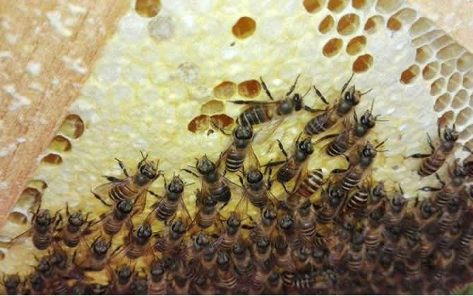 如何掌握蜜蜂的蜂脾關系? 蜂脾關系