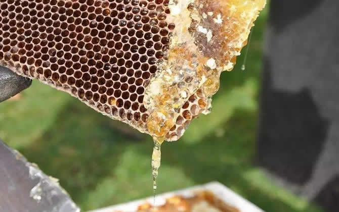 如何掌握蜜蜂的蜂脾關系? 蜂脾關系