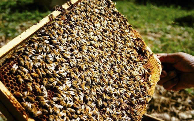 如何掌握蜜蜂的蜂脾關系? 蜂脾關系