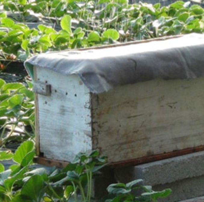 新手怎樣用方桶養蜂(新手用方桶養蜂,橫著放還是豎著放好) 新手怎樣用方桶養蜂(新手用方桶養蜂,橫著放還是豎著放好)·