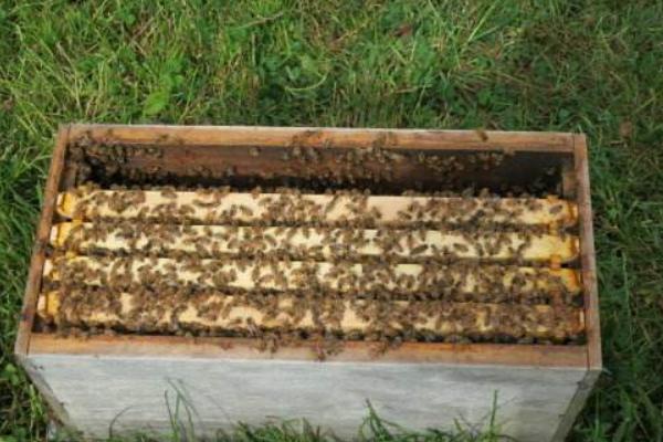 新手怎樣用方桶養蜂(新手用方桶養蜂,橫著放還是豎著放好) 新手怎樣用方桶養蜂(新手用方桶養蜂,橫著放還是豎著放好)·