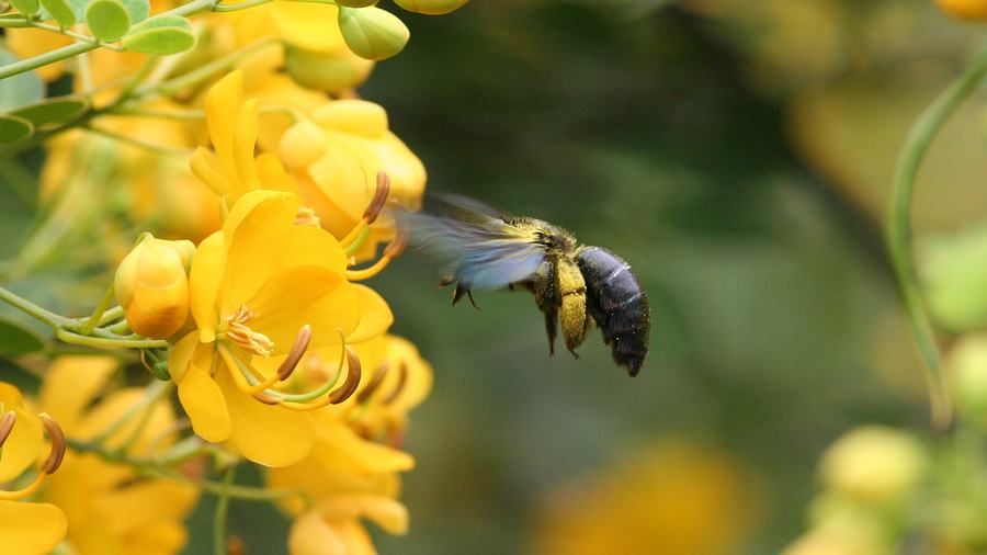 蜜蜂黑蜂病如何防治? 蜜蜂黑蜂病如何防治?